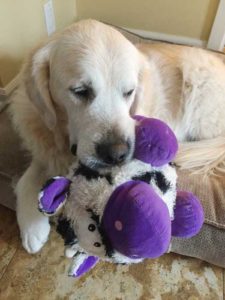 dog with purple monster toy