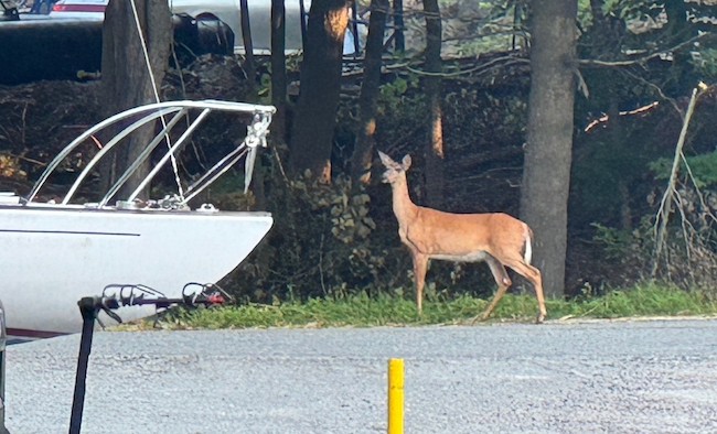 deer near the boat from my recent vacation on Georgian Bay